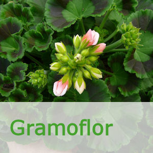 Gramoflor