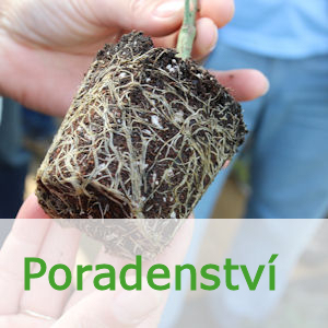 Poradenství